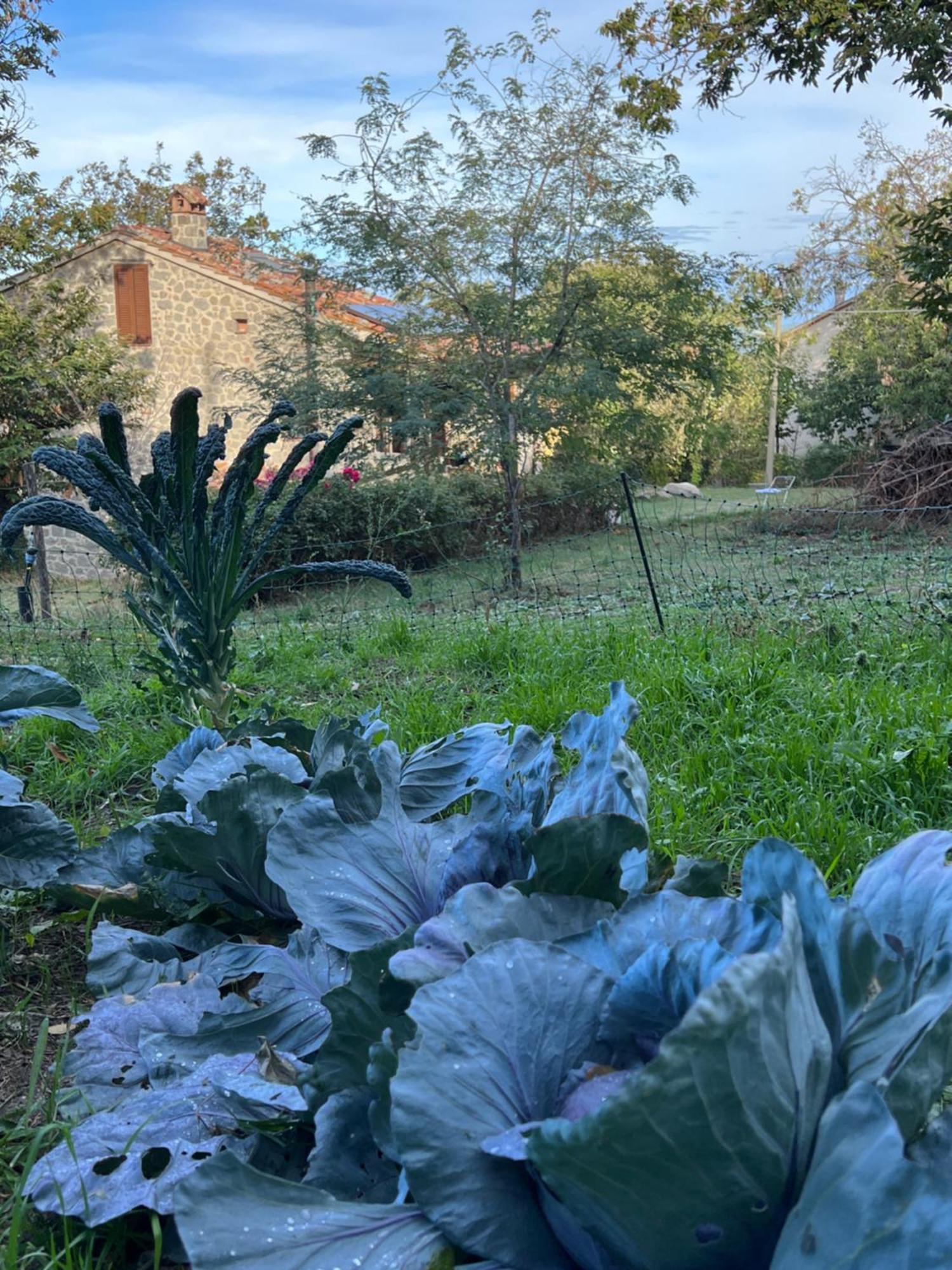 B&B Podere Legnotorto Castel del Piano  Extérieur photo