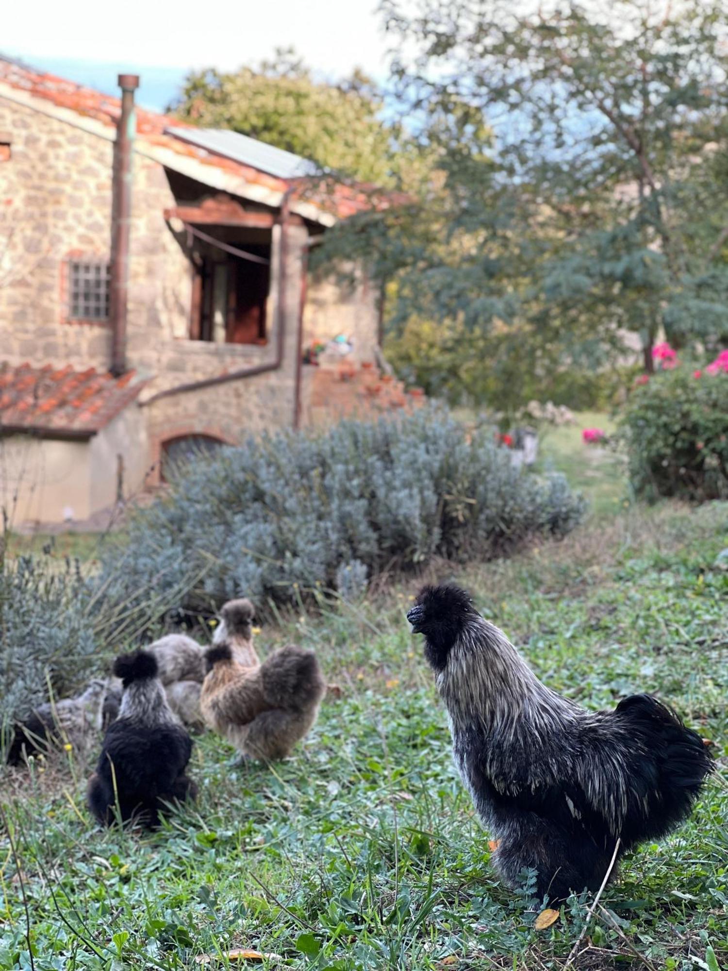 B&B Podere Legnotorto Castel del Piano  Extérieur photo